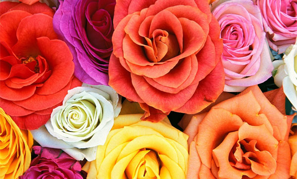 colour of roses