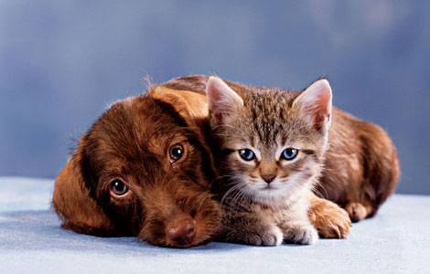pictures of dogs and cats together